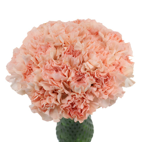 Pink Candy Carnation Flowers In a vase