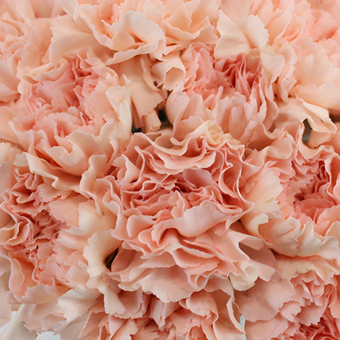 Pink Candy Wholesale Carnations Up close