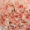 Ballet Slippers Carnation Flowers