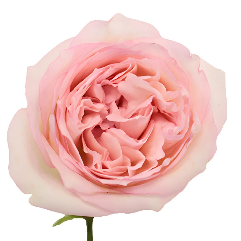 Pink Carmeline Garden Rose Stem