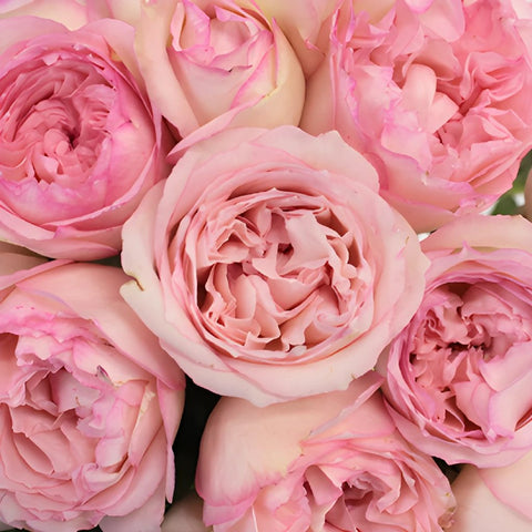 Pink Carmeline Garden Roses up close