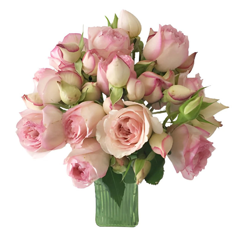 Pink Carmeline Garden Wholesale Roses In a vase