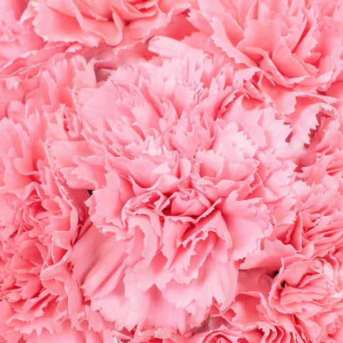 Pink Carnation Flowers Up Close