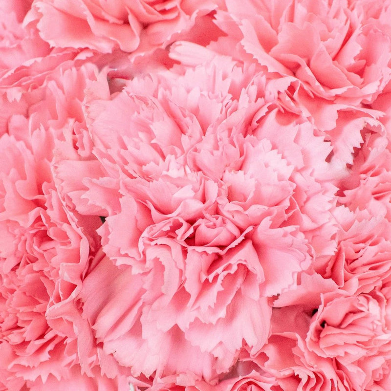 Pink Carnation Flowers Up Close