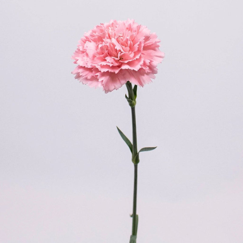 50ct Bulk Flowers Fresh Pink Carnations, Carnation