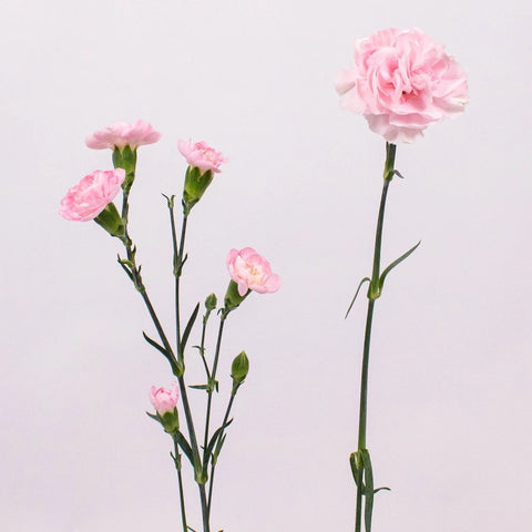 Pink Carnation Flower Stem