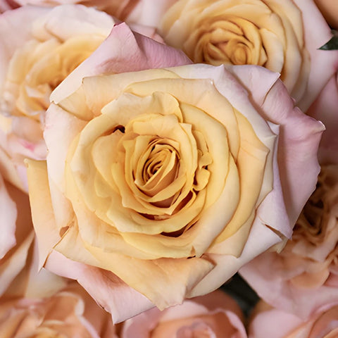 Peach roses wholesale wedding flowers