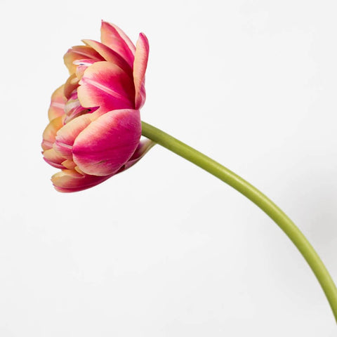 Pink Double Tulip Flower Stem