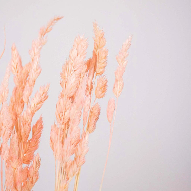 Pampas Grass Dried Hot Pink - Wholesale - Blooms By The Box
