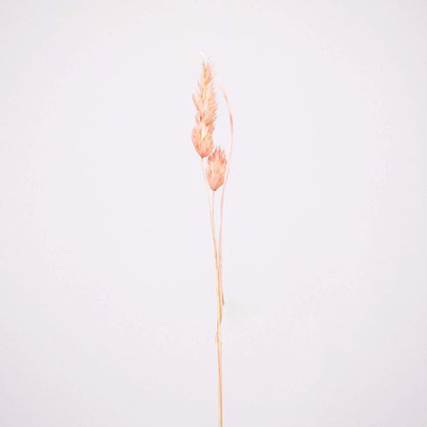 Pink Dried Orchad Flower Stem