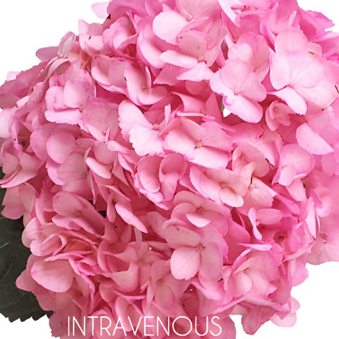 Pink Enhanced Hydrangea Flower Up Close