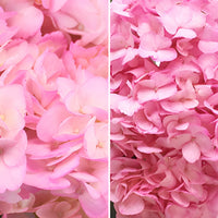 Pink Enhanced Hydrangea Flower Up Close