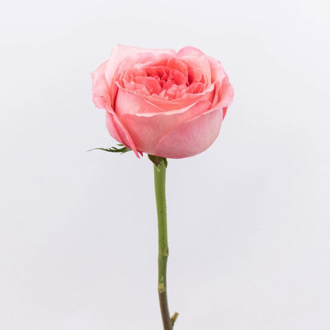 Pink Expression Garden Rose Stem