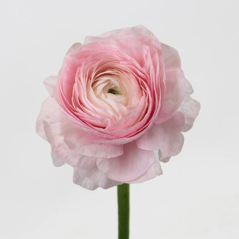 Pink Favola Cloony Ranunculus Flower Stem