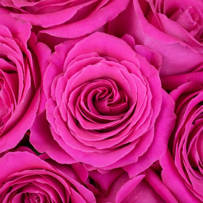 Hot Pink Bulk Roses
