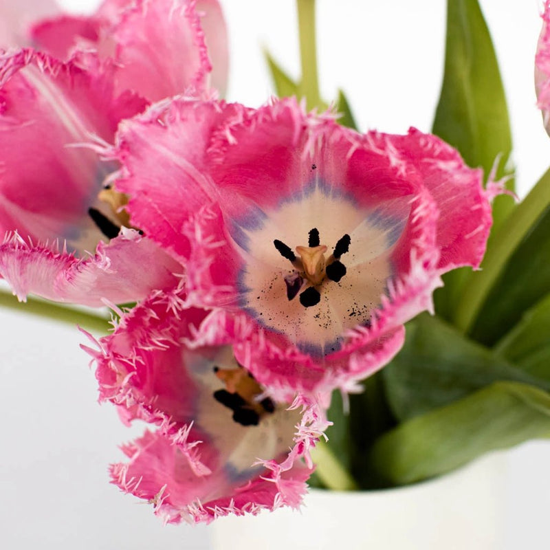 Santander Pink Fringed Tulip Wholesale Flower Up close