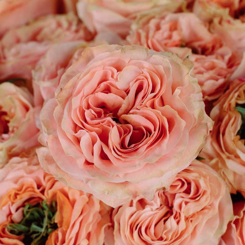 Blush Princess Crown Rose Flower Up Close