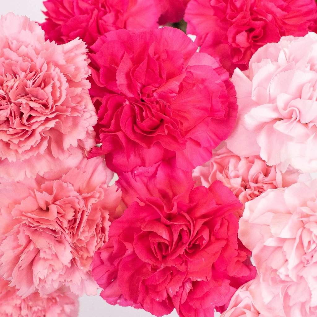 Shades of Pink Bulk Carnations