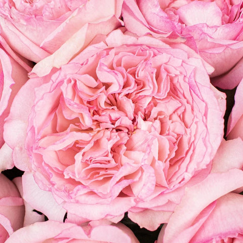 Wedding Kiss Pink Garden Roses Up Close
