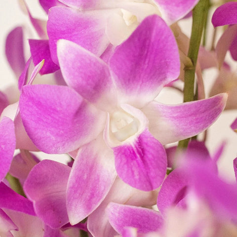Orchids Pinky Lavender Wholesale Flower Close Up