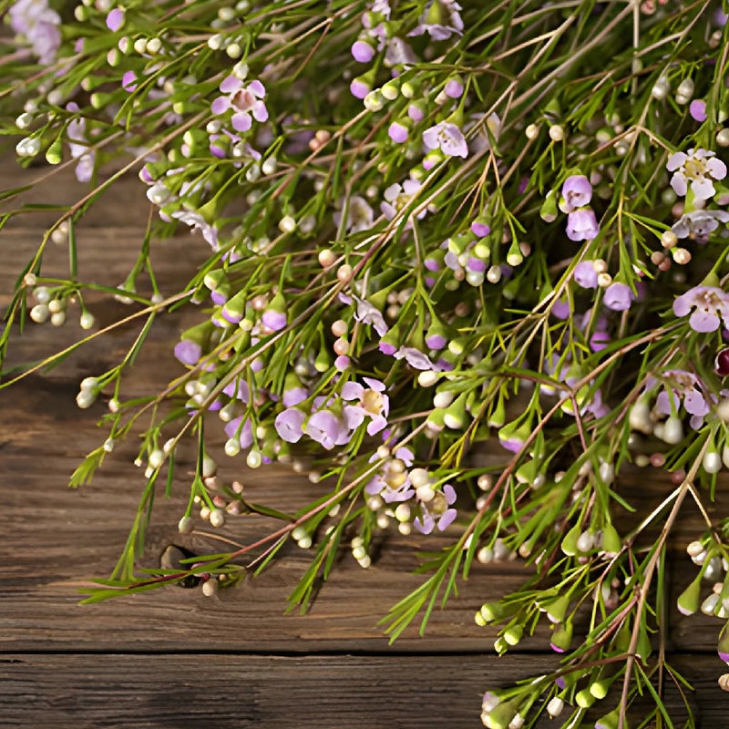 Lavender wax bulk wedding flowers
