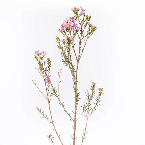 Pinky Lavender Wax Flower Stem