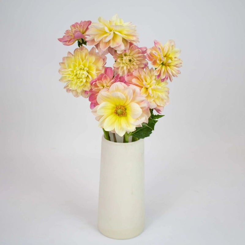 Pink Lemonade Dahlia Flower Bunch in Vase