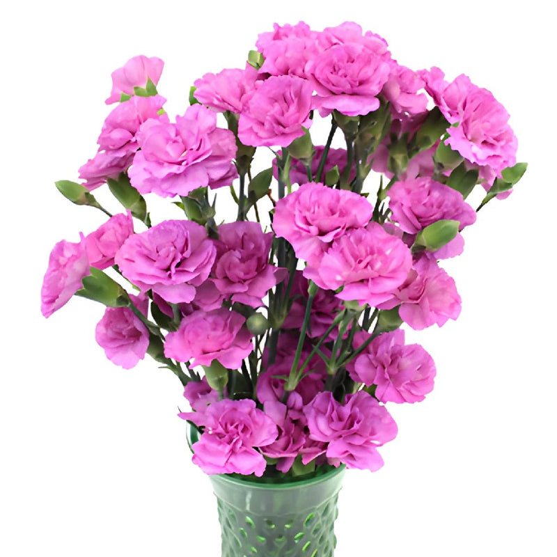 Pink Lilac Carnation Flowers In a vase