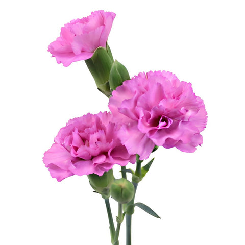Pink Lilac Mini Carnation Stem