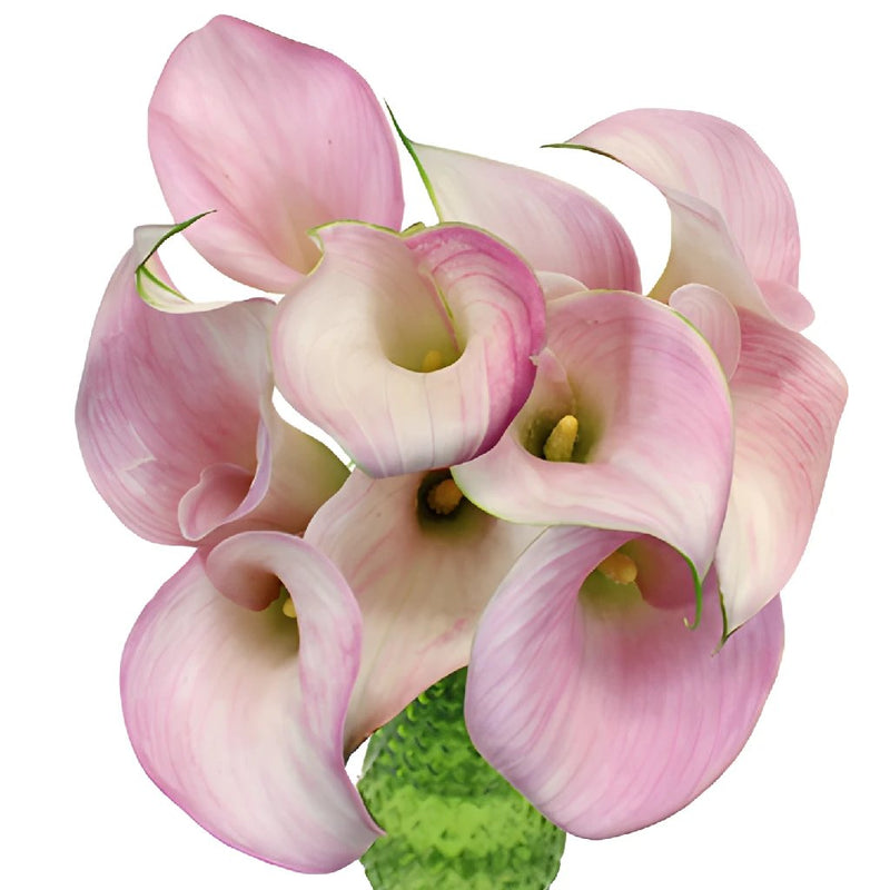 Blushing Bride Mini Calla Lily Flowers