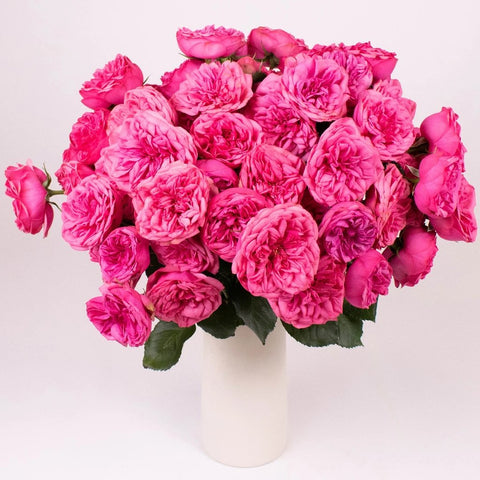 Pink Piano Peony Spray Roses in Vase