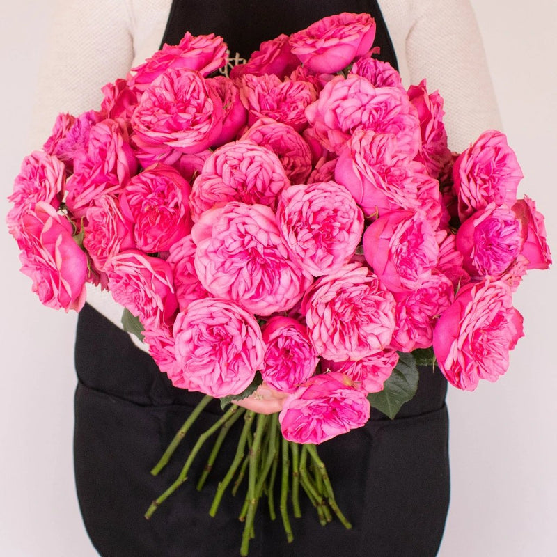 Pink Piano Peony Spray Roses in Hands