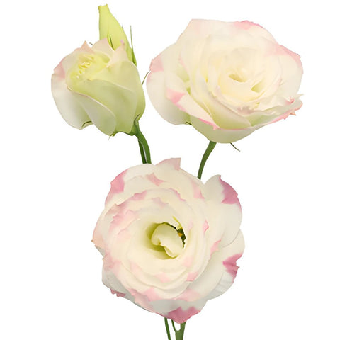 Pink Picote Lisianthus Wholesale Flower Bloom