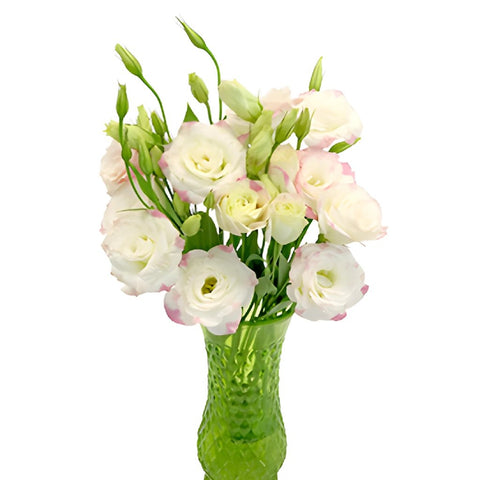 Pink Picote Lisianthus Wholesale Flower In a vase