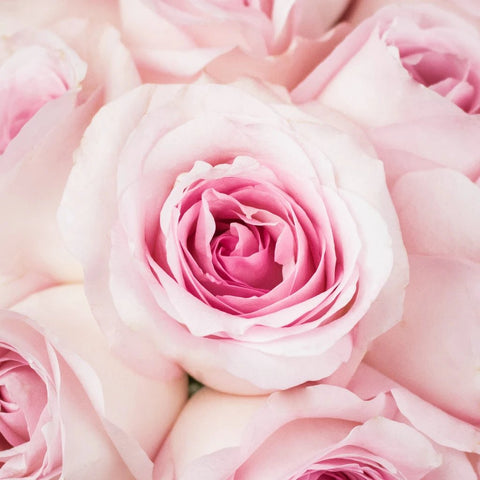 Pink Porcelain Roses Up Close