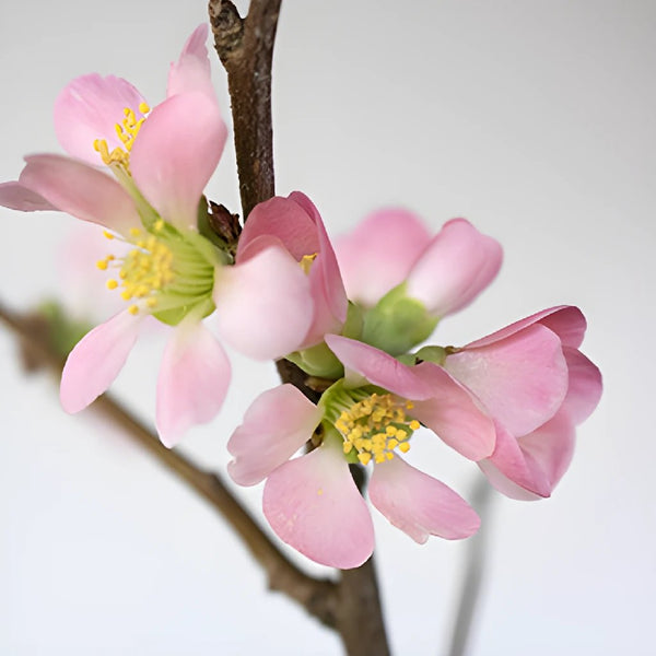 Blooming Pink Peach Blossom Branches 