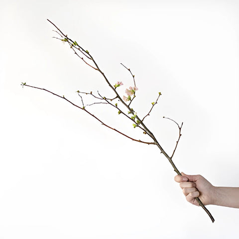 Pink Quince Blooming Branch In a Hand