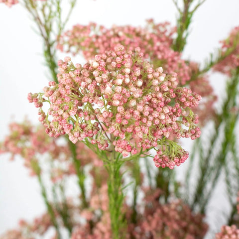 Pink-Rice-Flower Up Close