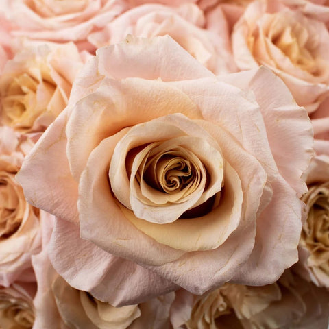 Pink Shimmer Rose Flower Up Close