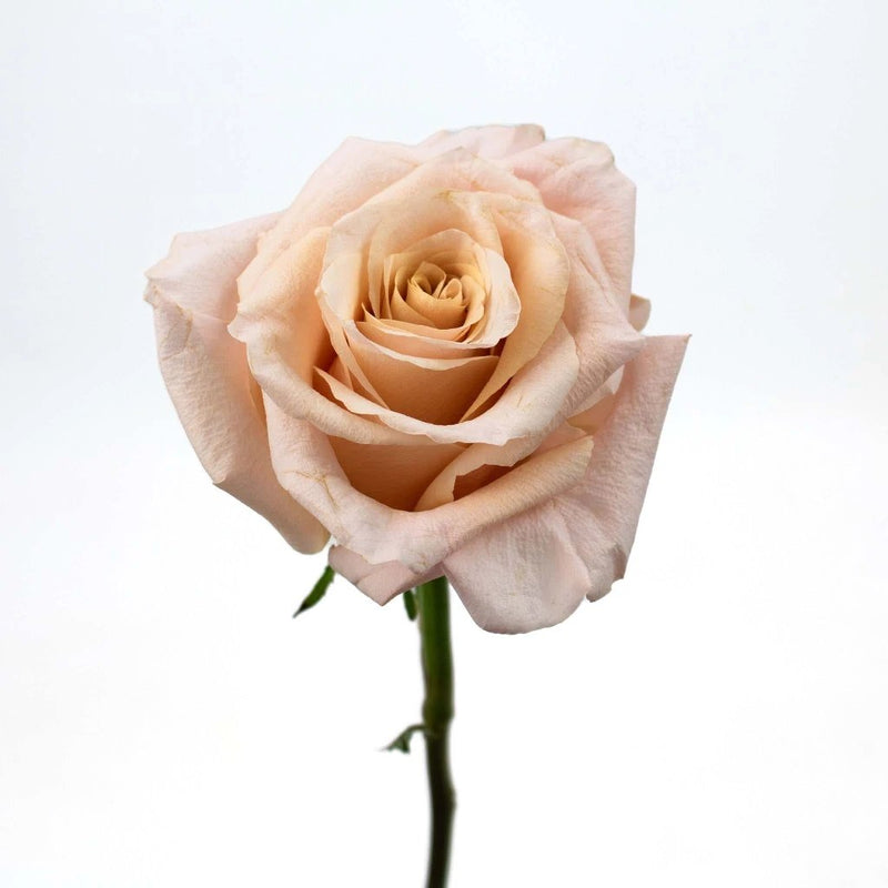 Pink Shimmer Rose Flower Stem