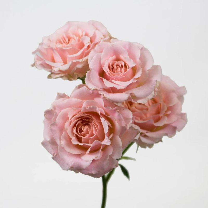 Pink Spray Garden Rose Flower Stem