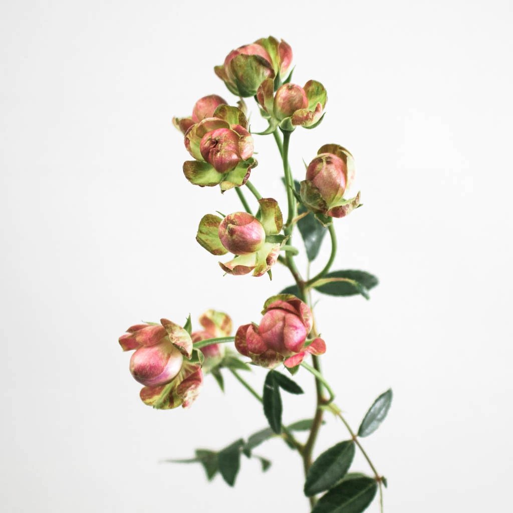 Buy Wholesale Japanese Wild Radish Spray Rose in Bulk - FiftyFlowers