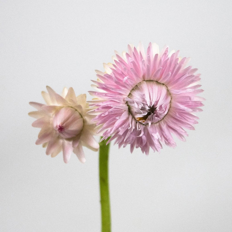 Pink Straw Flower Stem