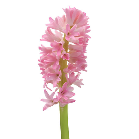 Hyacinth Light Pink Flower
