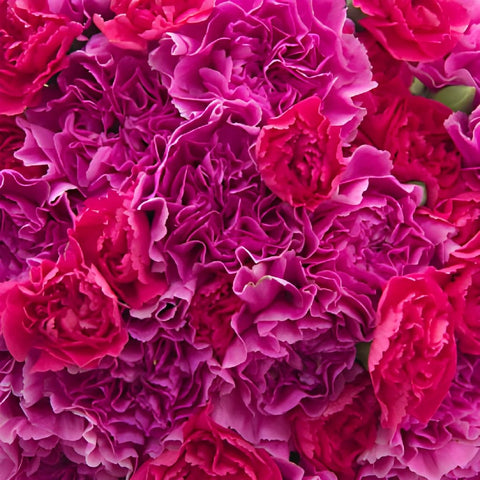 Pink Swirl Wholesale Carnations Up close
