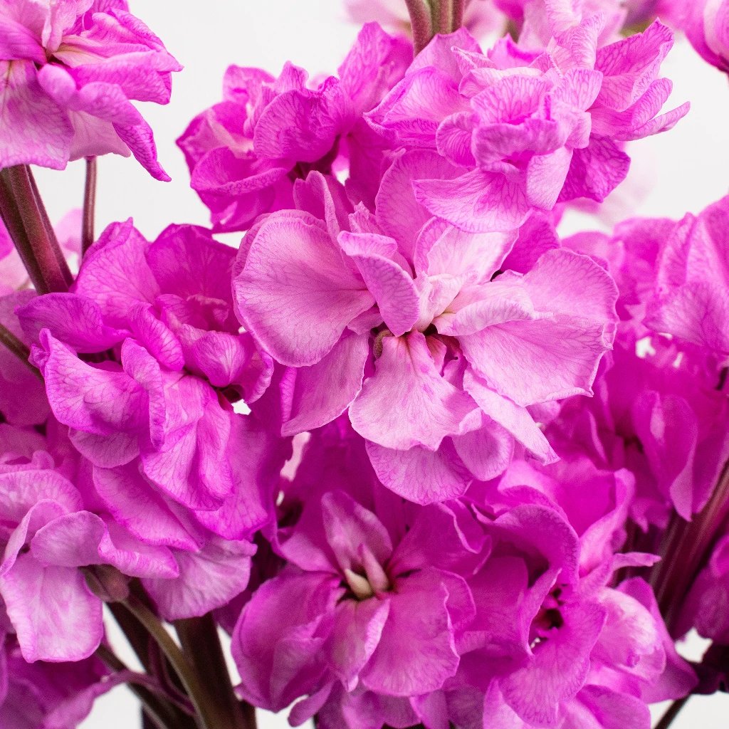 Buy Wholesale Tinted Pink Stock Flower in Bulk - FiftyFlowers