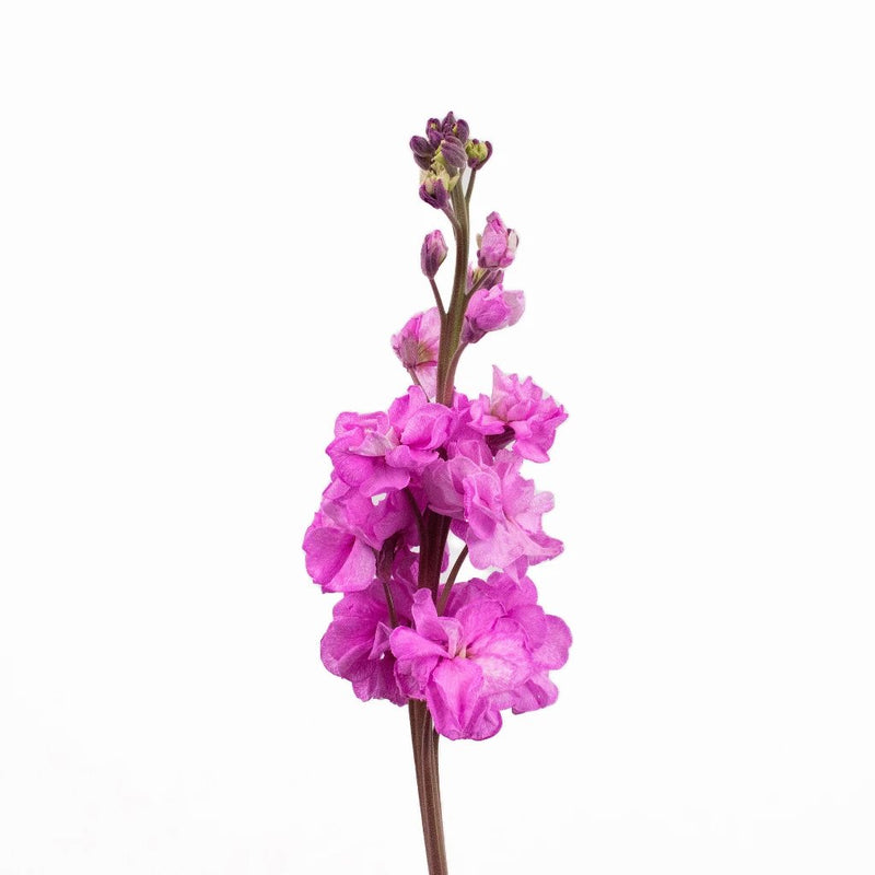 Pink Tinted Stock Flower Stem