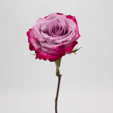 Pink Tipped Mauve Rose Flower Stem