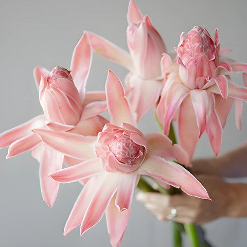 Bright Pink Torch Ginger Tropical Flower