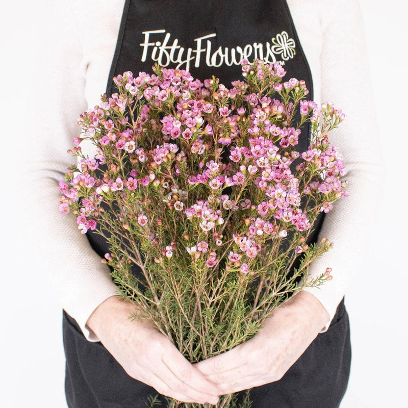 Buy Wholesale Dried Gypsophila Flower Hot Pink in Bulk - FiftyFlowers